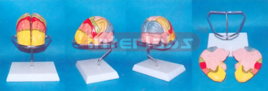 MIDDLE HUMAN BRAIN MODEL COLOURED BY FUNCTION